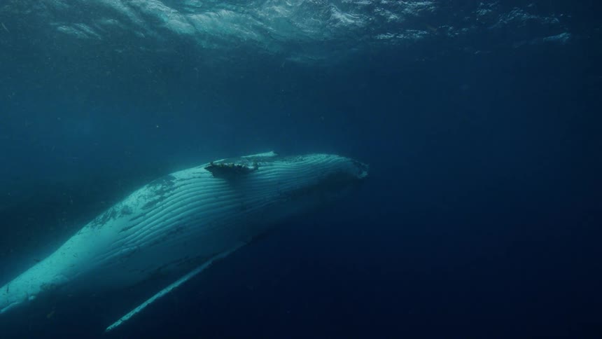 A humpback whale swimming and floating near the surface of the water