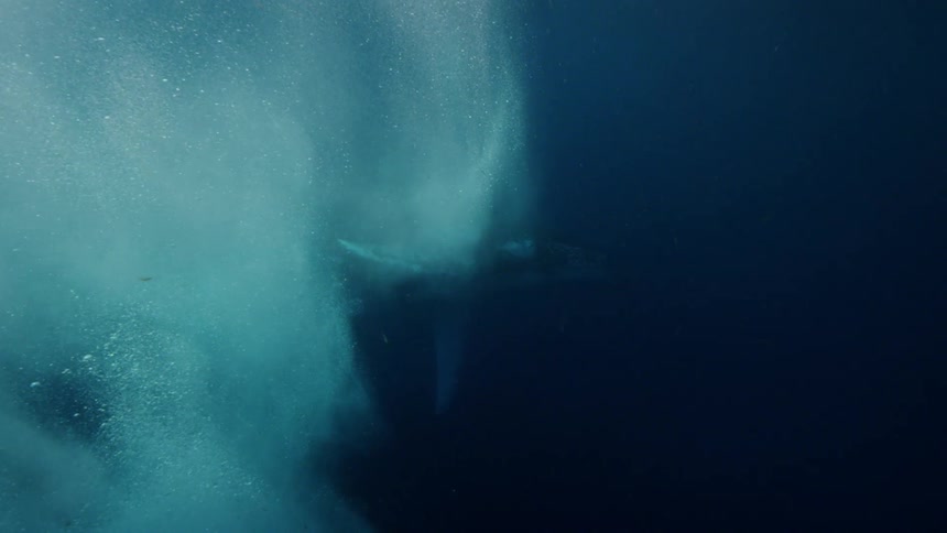Sunlight shines above the surface and reflects on water splashing as a humpback whale floats underwater