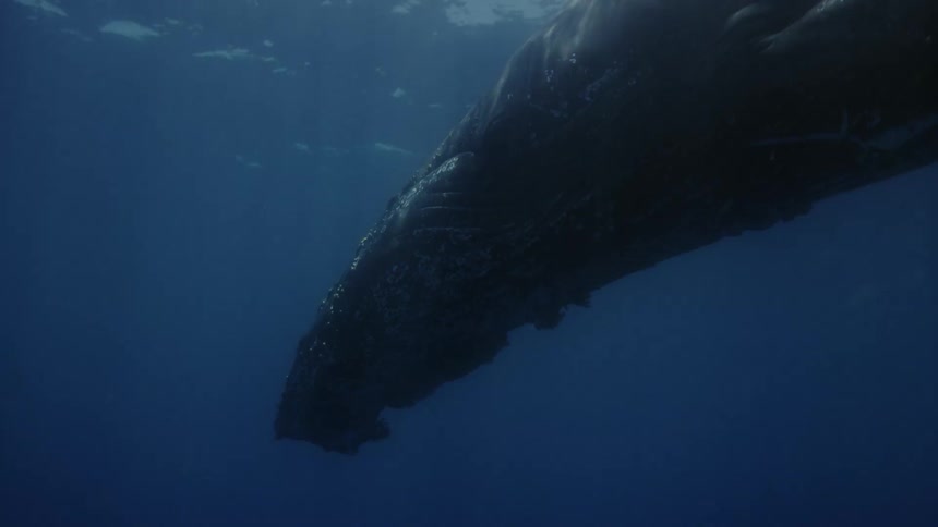 Sunlight shines above the surface and reflects on a humpback whale as it swims underwater