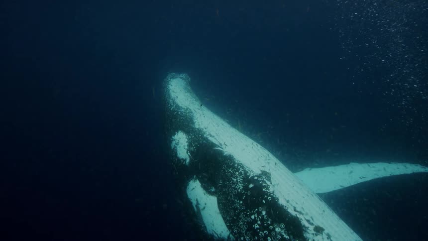 Small fish swimming all around a blue whale surfacing