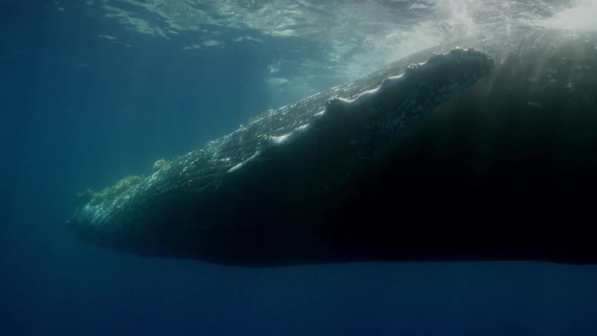 Whale submerges and swims underwater