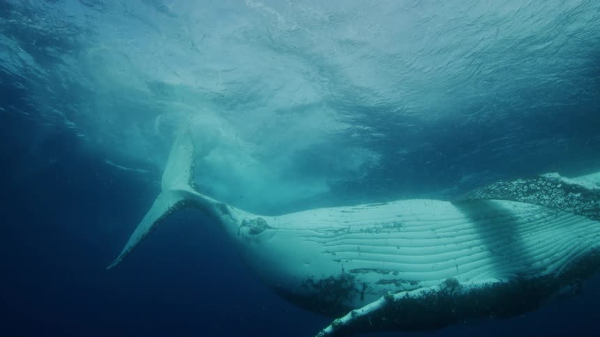 Close up view of a whale swimming in an ocean is displayed