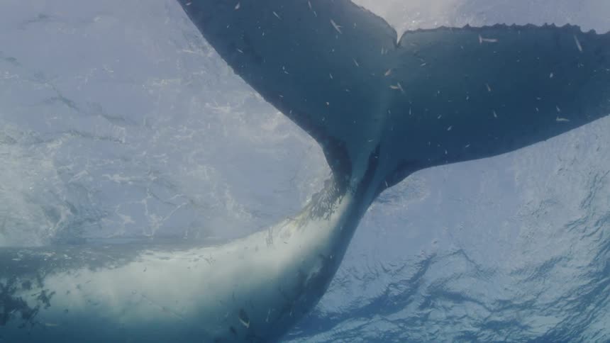 Close up of a whale tail