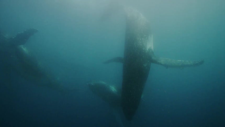 Two whales are swimming around underwater seemingly enjoying themselves