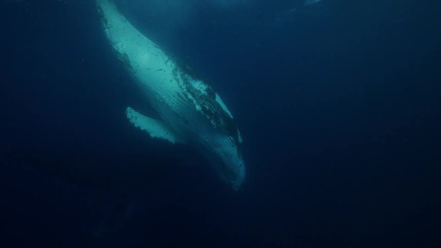 The underside of a whale swimming through the ocean