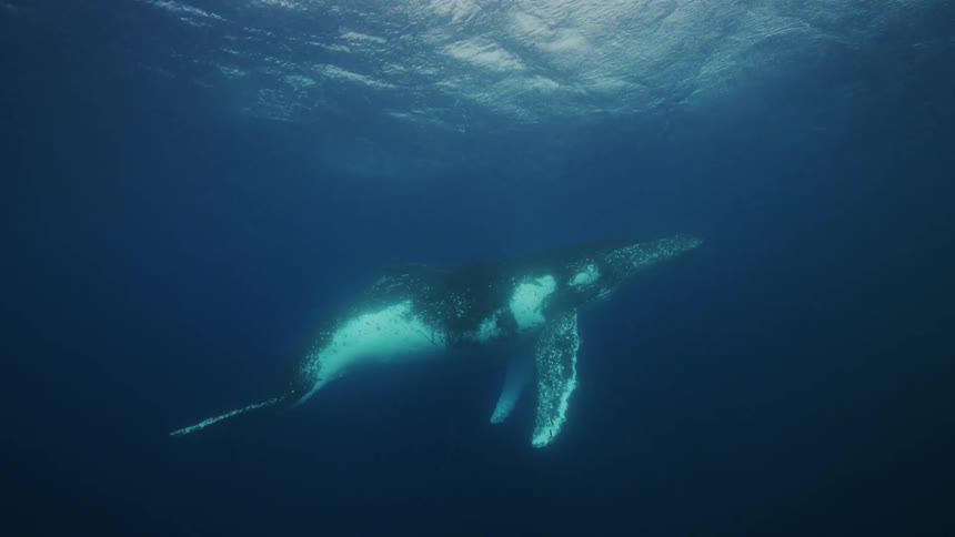 Sunlight shines brightly above the surface and reflects on bubbles and ripples as a humpback whale swims underwater