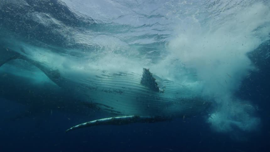Underwater footage of a blue whale swimming under the ocean surface