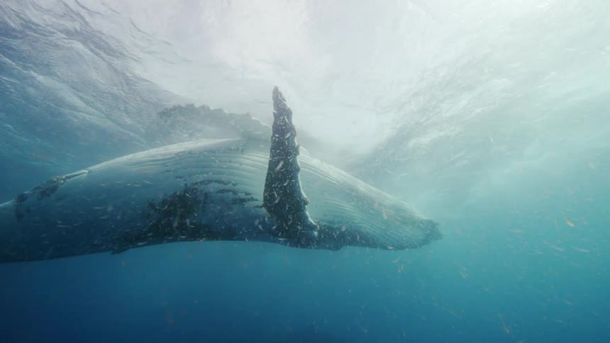 Whale swims to surface then swings its tail creating a slew of bubbles