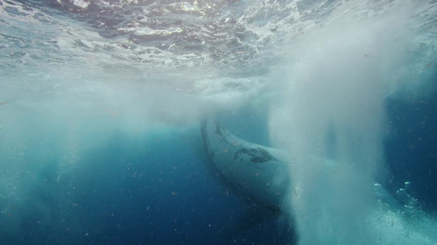 A humpback whale swimming near the surface and then down