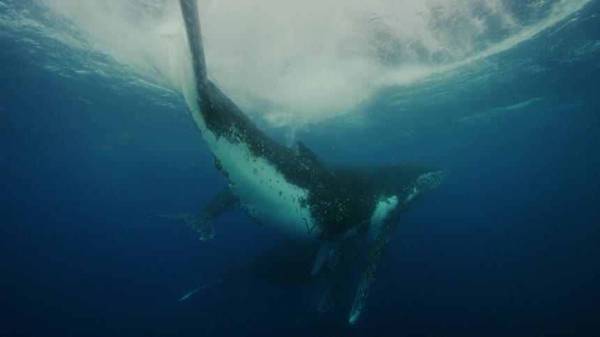 Sunlight shines brightly above the surface as humpback whales swim underwater