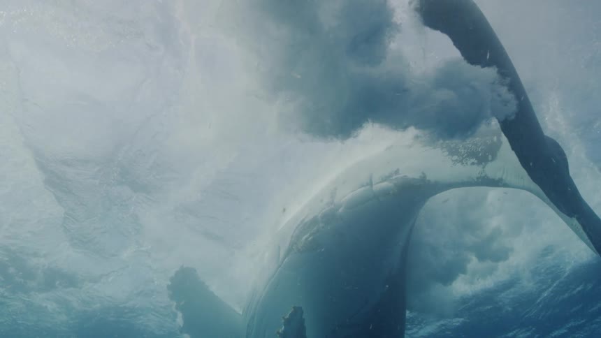 Whale tail moves left to right underwater