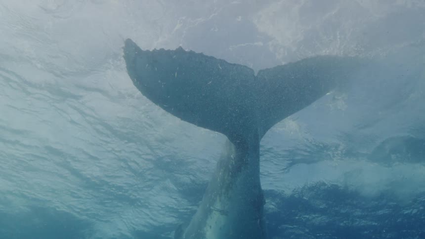 A whales tale swimming underwater just below the surface