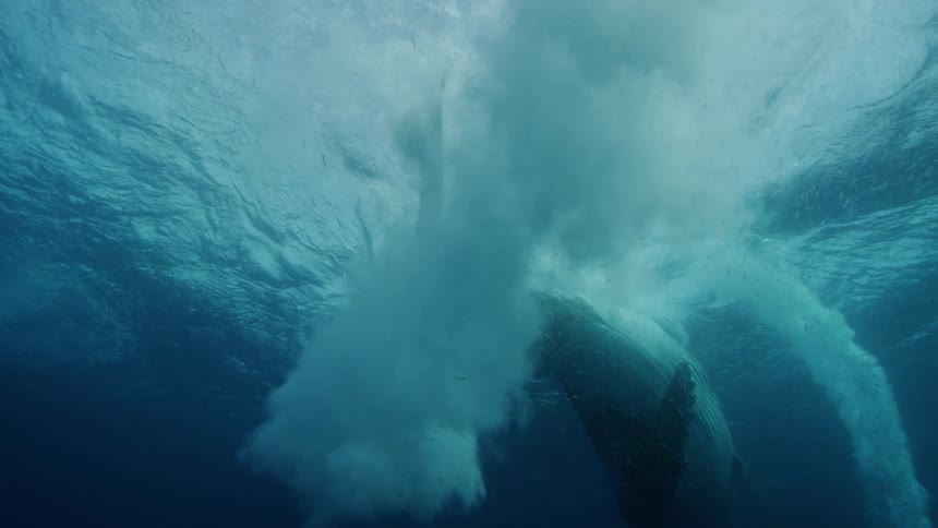 A humpback whale swimming near the surface flipping around