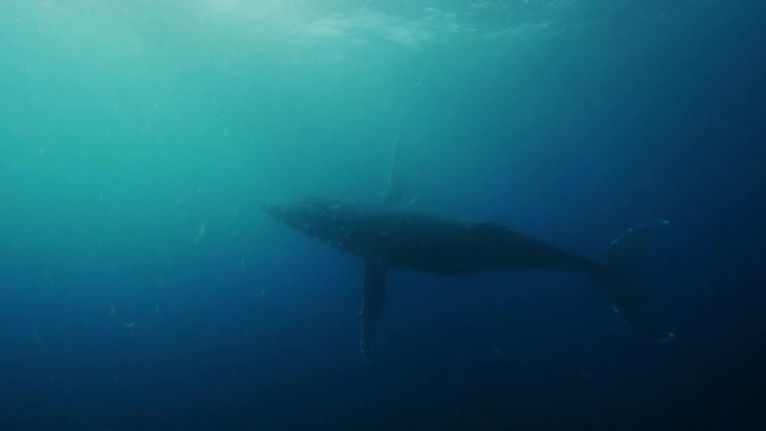 Tracking shot of a whale