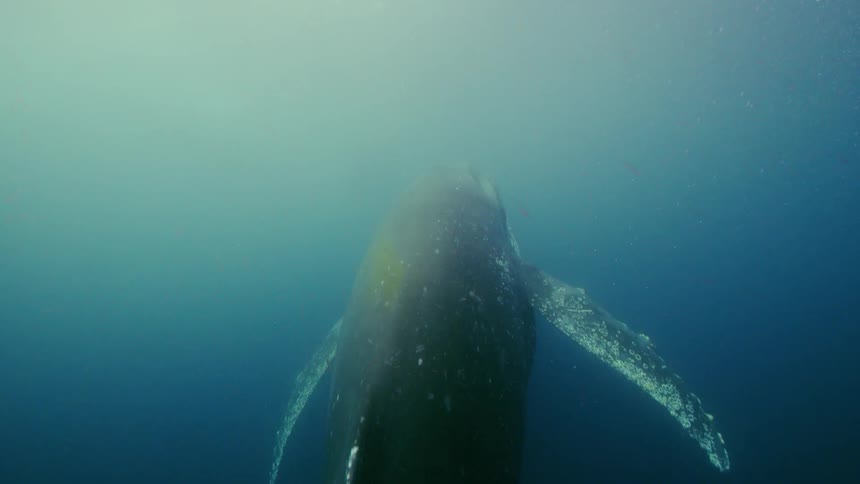 A humpback whale swims up toward the sunlight shining on the water surface