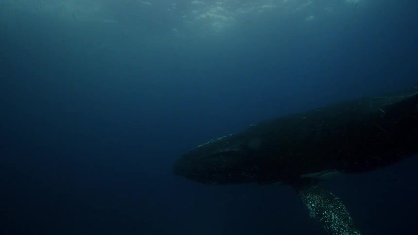 Sunlight shines above the surface as a whale swims underwater