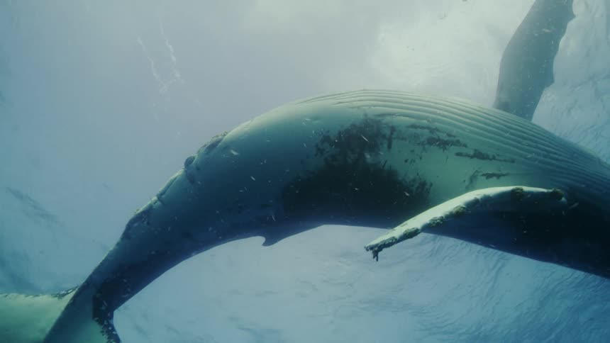 Whale swimming with the camera being aimed at the bottom of the whale