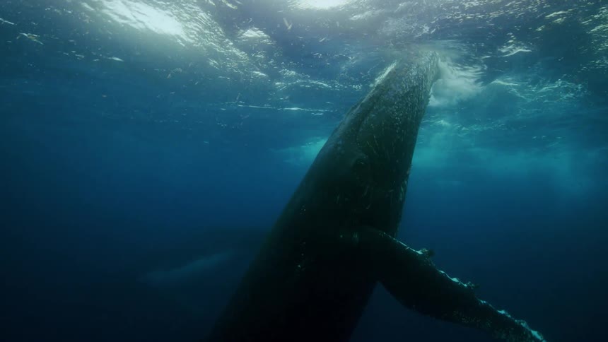 A whale swimming and sticking its head above the surface