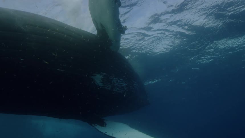 An up close of a humpback whale swimming near the surface of the ocean