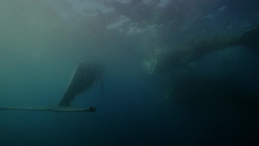 A group of humpback whales swimming and eating near the surface of the water