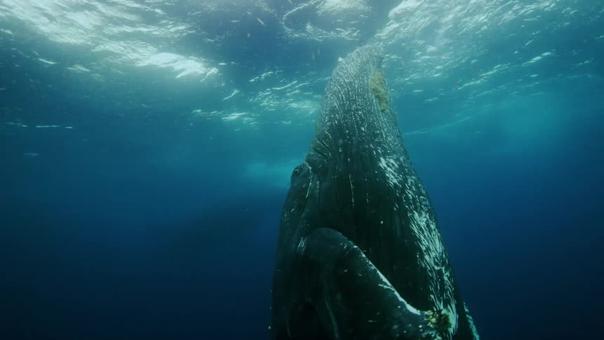Underwater footage of a pair of blue whales swimming in the ocean