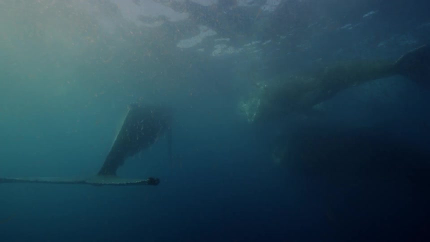 A group of whales eating and swimming near the surface of the water