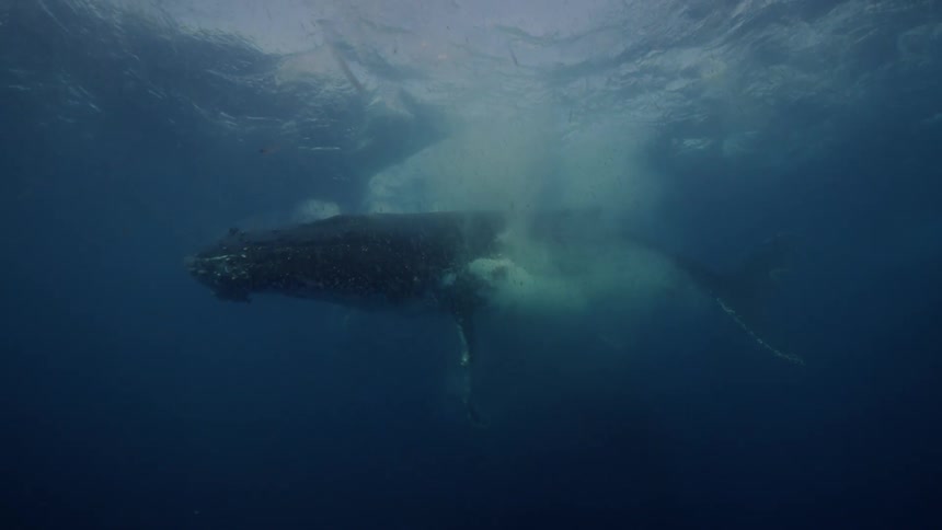 A whale is shown underwater swimming around and is seemingly content