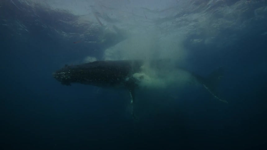 A humpback whale swimming swirling and flipping near the surface before swimming away