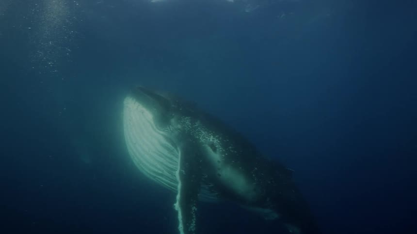 Two whales are underwater swimming around and enjoying themselves