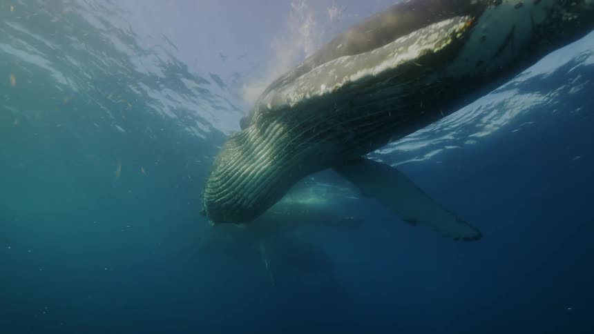 Underwater footage of a pair of blue whales swimming in the ocean