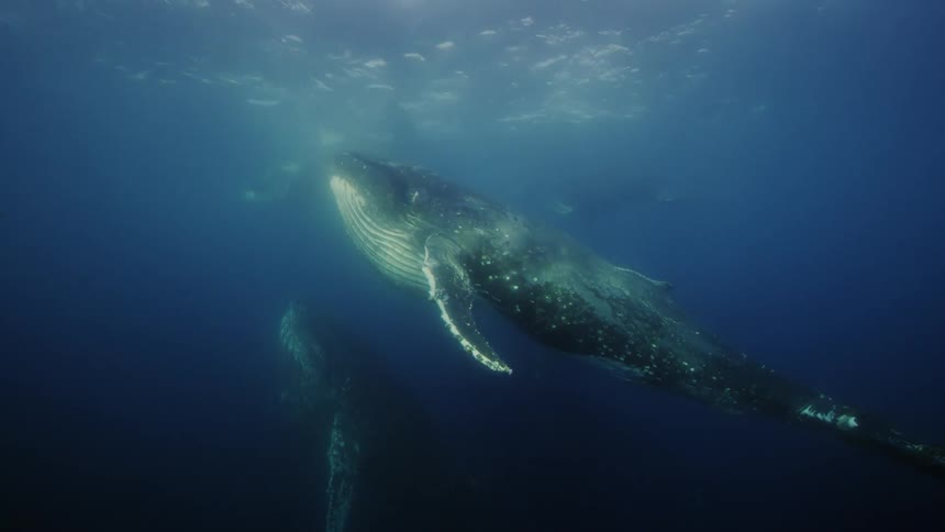 A group of humpback whales eating and floating near the surface of the water