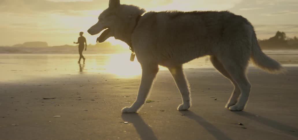 A man and a dog walk on a beach