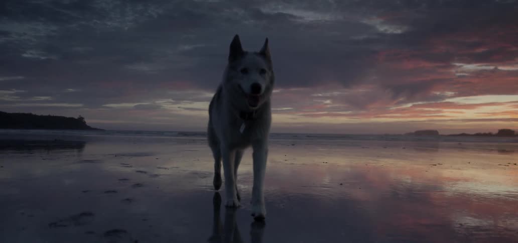 A white dog walks along the beach