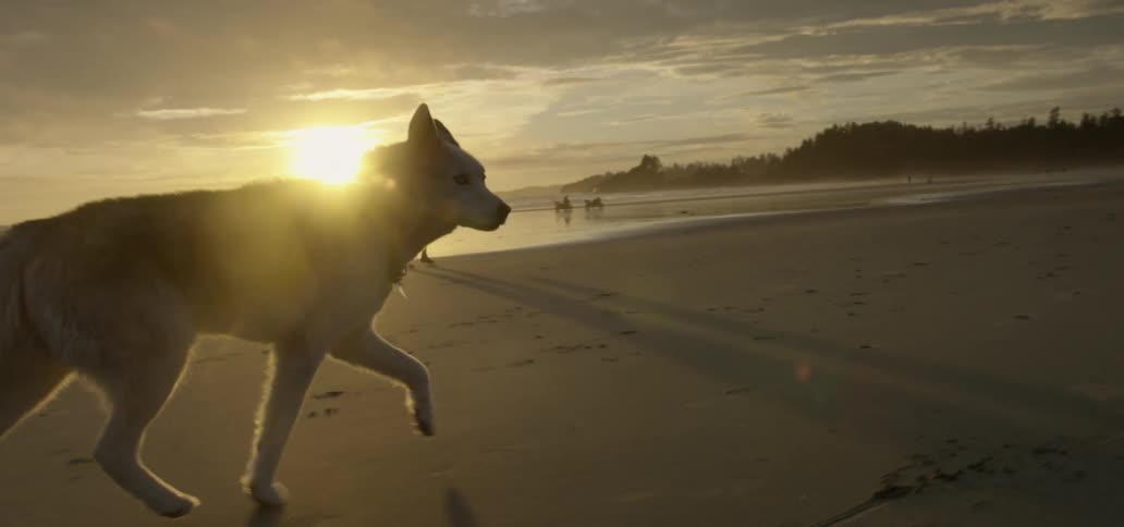 A man and his dog jogging along a beach at sunset