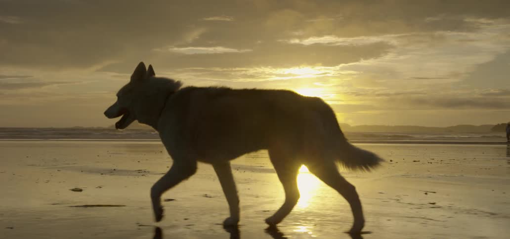 A dog walks along the beach at dawn