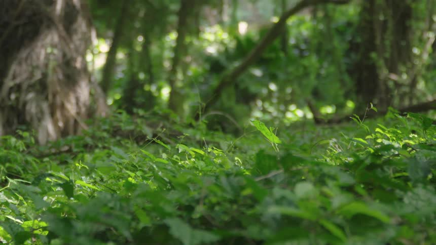 Plants growing on a forest floor in summertime