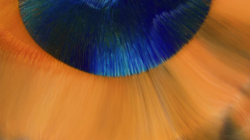 Feathers move on a colorful peacock in a liquid abstract composition