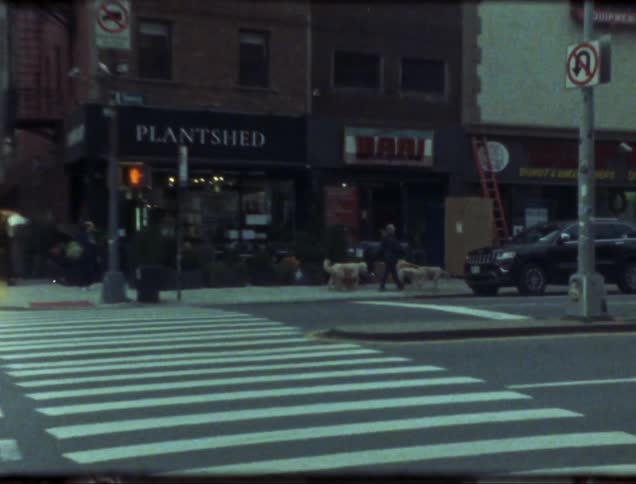 A person walks their dogs past heavy traffic downtown