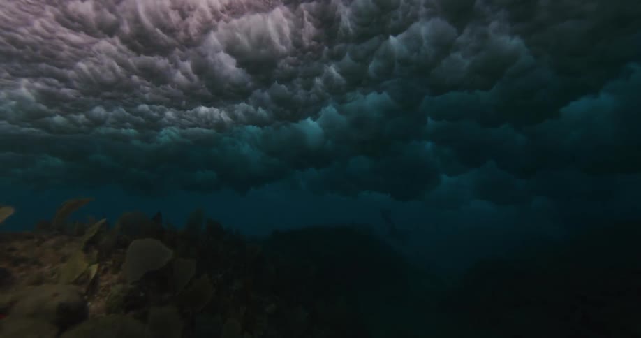 Fish swim among the coral reefs along the seabed as a wave rolls over the surface above