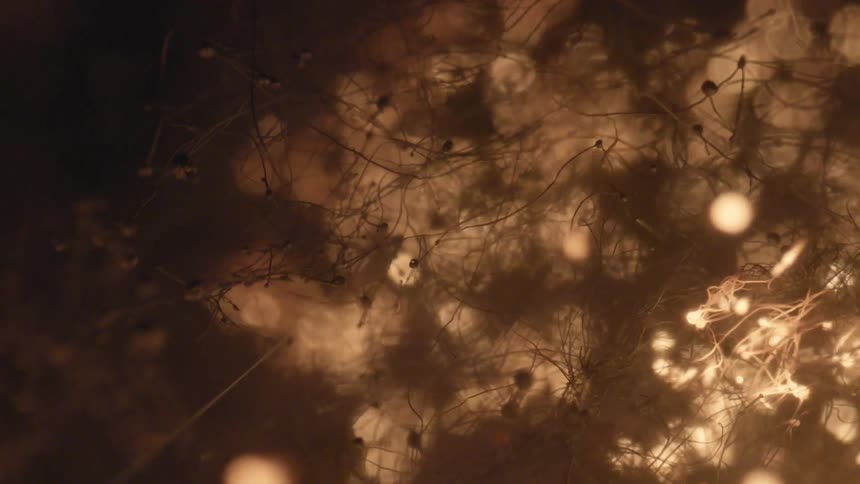 Sparks going through dry plant material