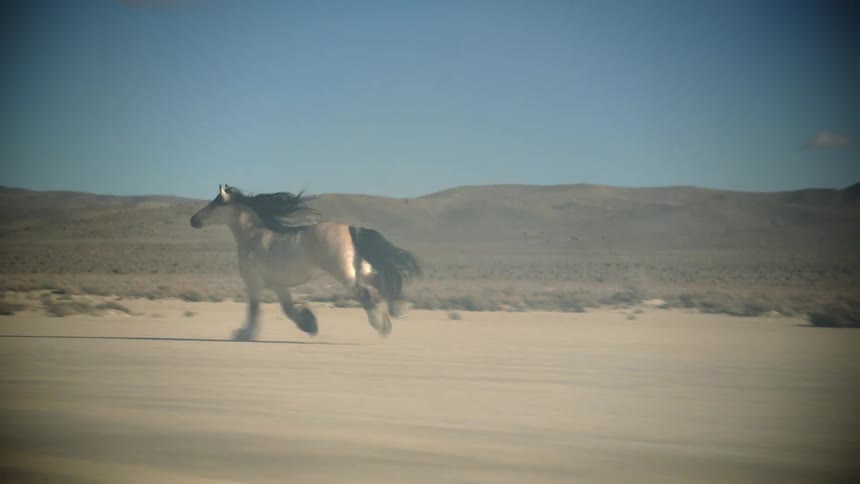 A large tan horse with black hair running through the desert