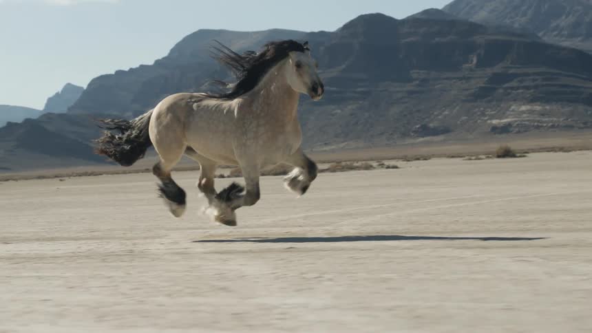 A large horse is running in the desert