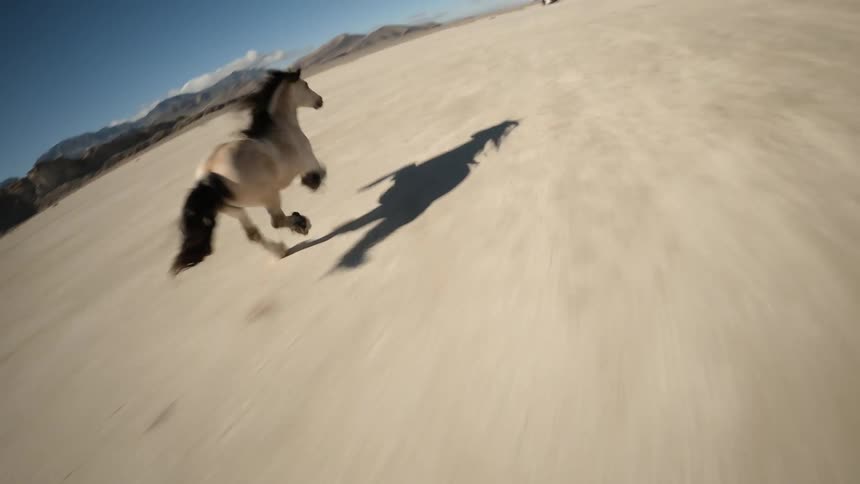 A man controls a drone while recording a horse running fast over sandy soil