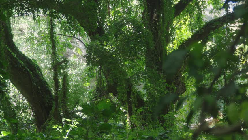 Landscape of green trees in the woods