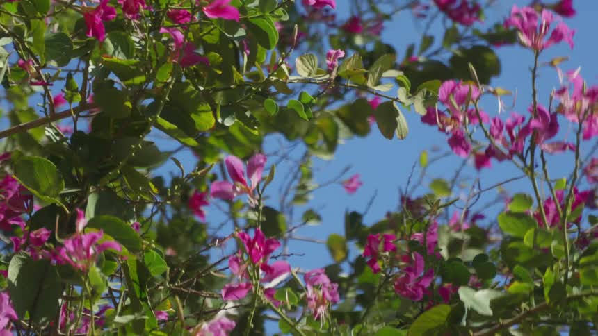 Flowers of a bougainvillea sway in the wind