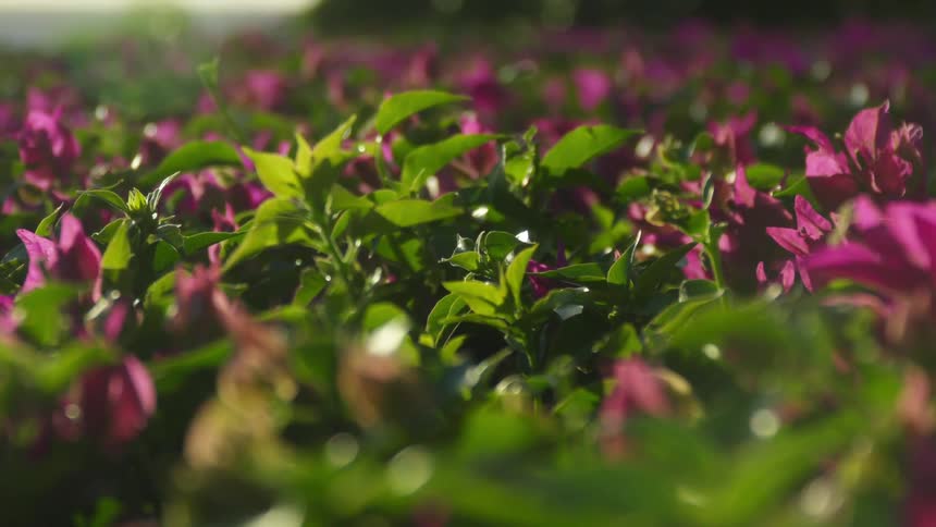 A lot of purple flowers with green stems and buds glistening in the morning light