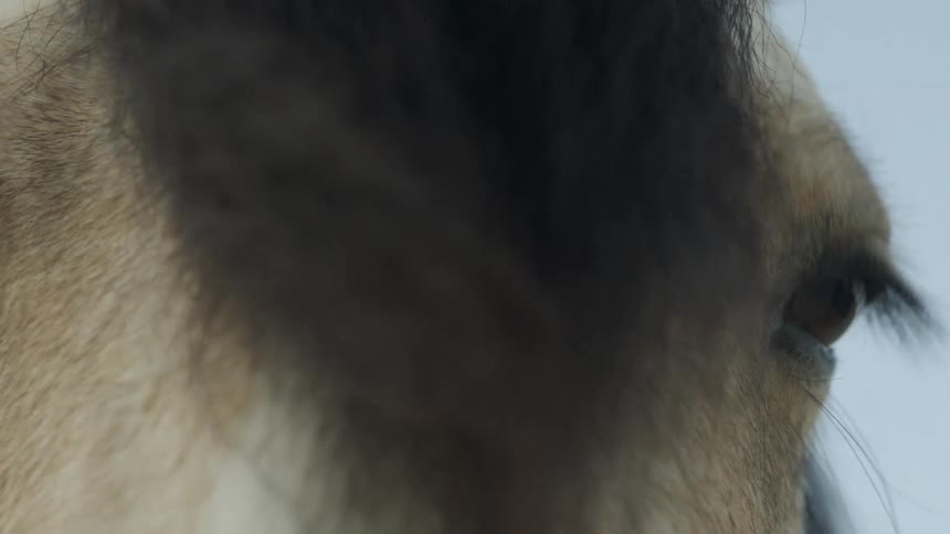 A horse blinks several times as the camera captures a closeup of its eyes