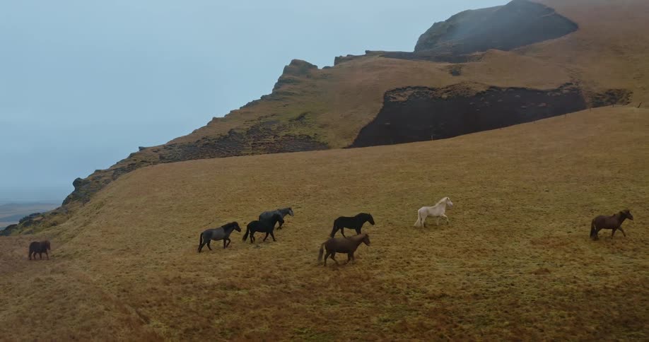 A group of wild horses travel together up the side of a grassy hill