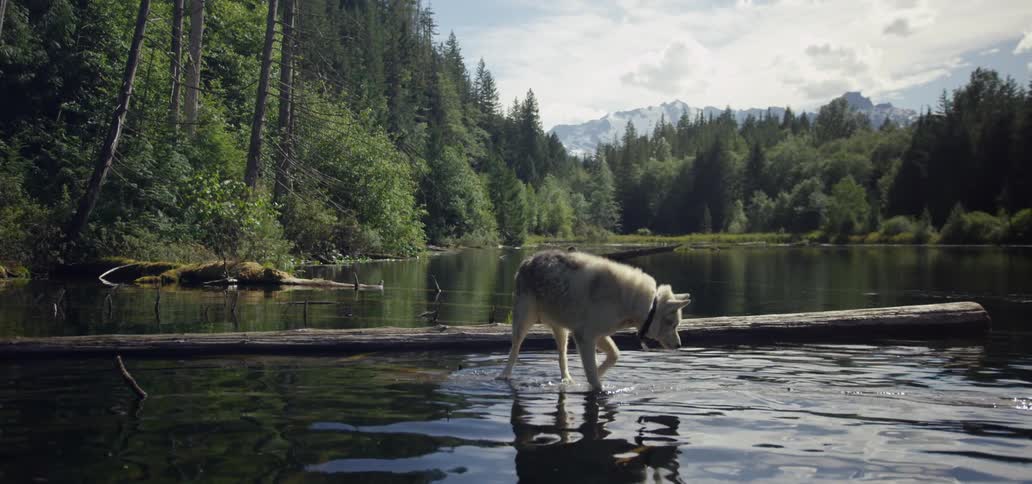 A dog is walking in the water of a lake