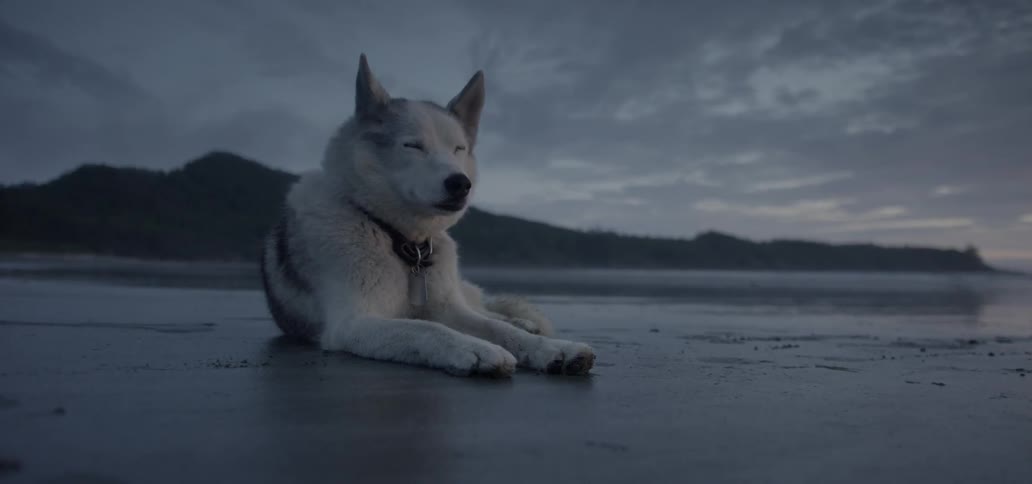 A husky dog lies on the ground at dusk